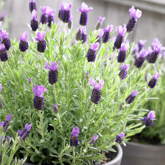 Lavender stoechas
