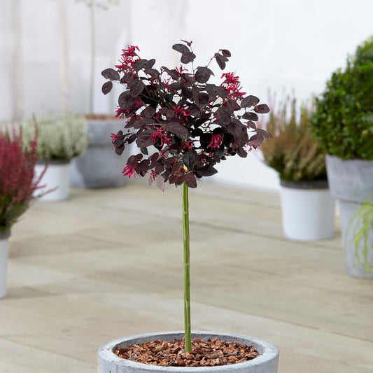 Loropetalum 'Black Pearl' Terrassenbaum