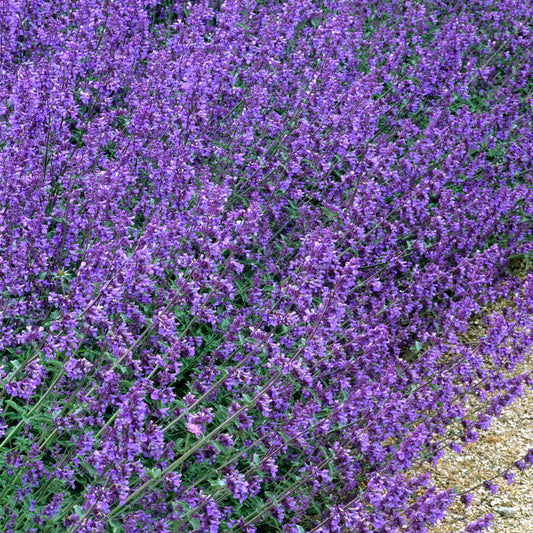 Nepeta 'Walkers Low'