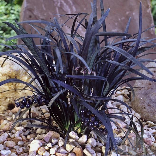 Ophiopogon 'Nigrescens'