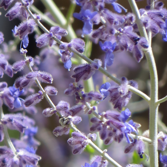 Perovskia 'Blue Spire'