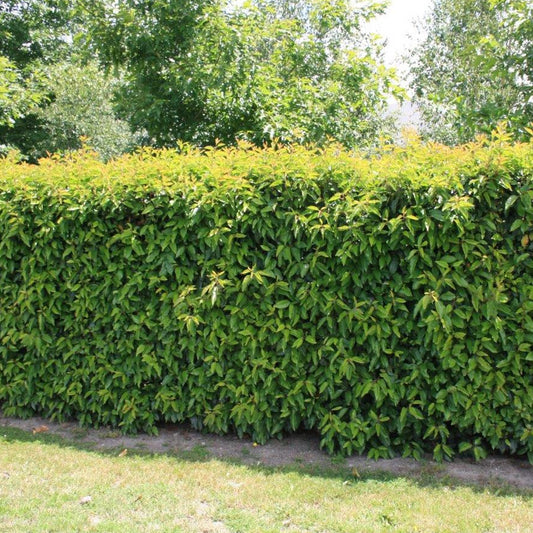 Portuguese Laurel Hedge