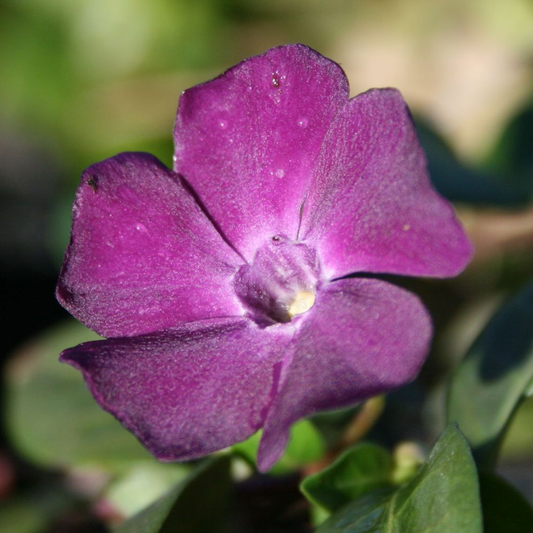 Immergrün 'Atropurpurea'