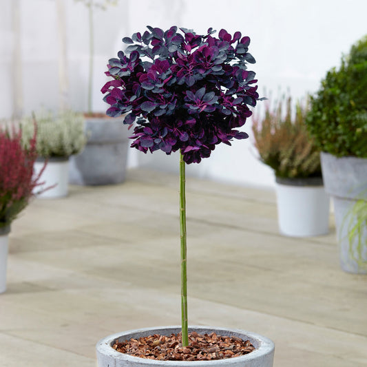 Cotinus 'Royal Purple' Terrassenbaum