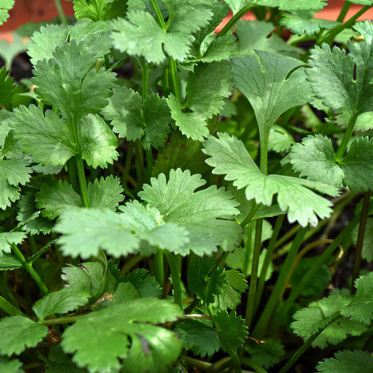Coriander Common