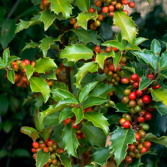 Ilex 'Blue Prince'