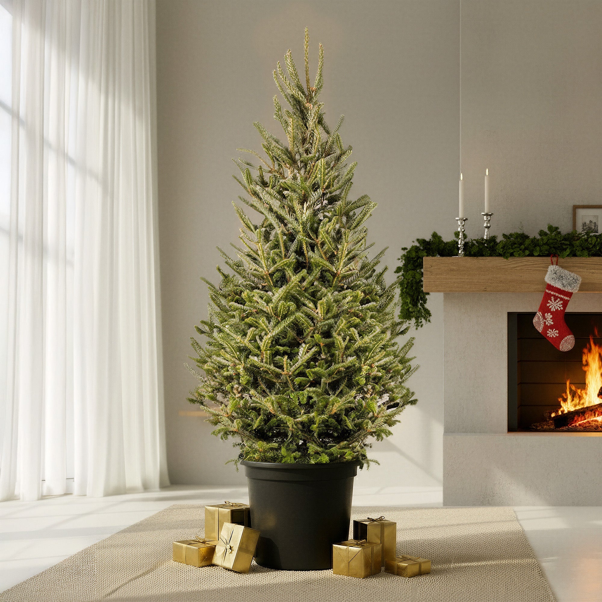 Fraser-Tanne im Topf kaufen | Abies fraseri