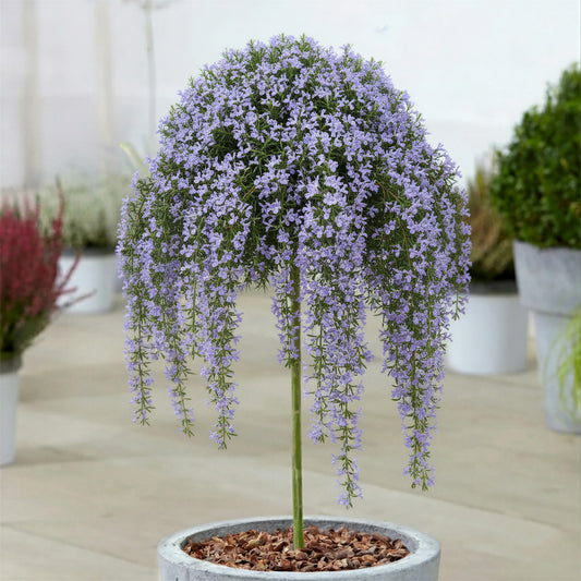 Rosmarinus 'Prostratus' Patio Tree