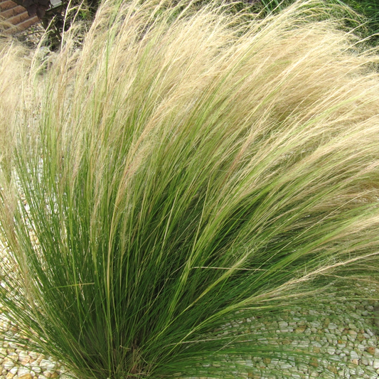 Stipa 'Pony Tails'