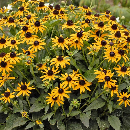 Sonnenhut 'Little Goldstar'