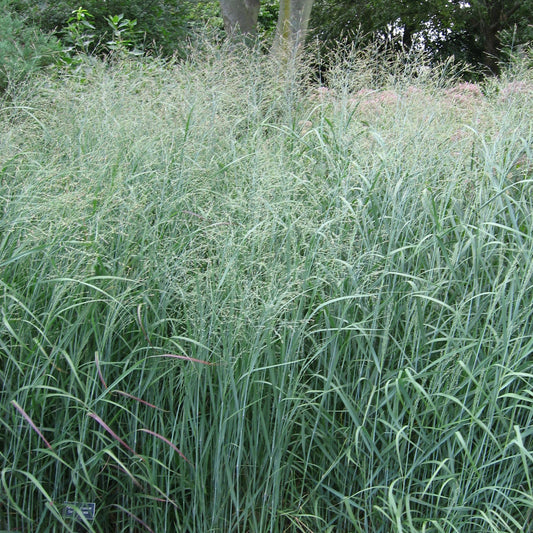 Rutenhirse 'Heavy Metal'