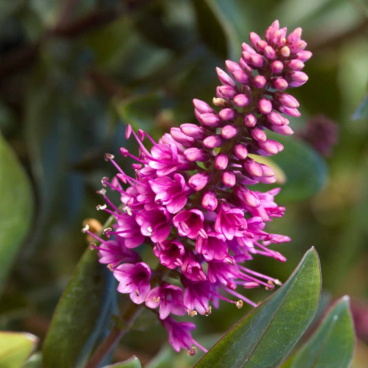 Hebe ‚Sunset Boulevard‘