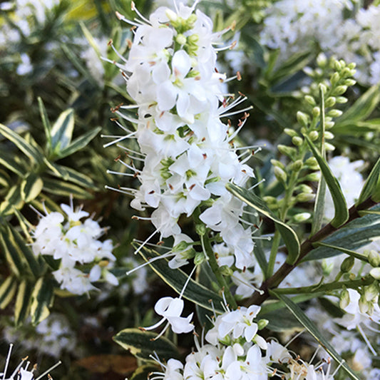 Hebe ‚Starlight‘