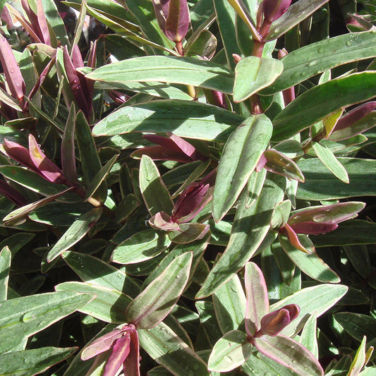 Hebe ‚Marilyn Monroe‘