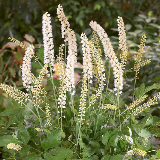 Silberkerze 'White Pearl'