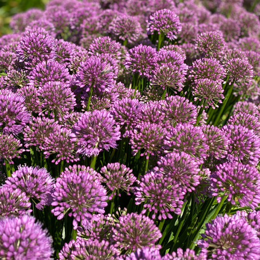 Zierlauch 'Millenium'
