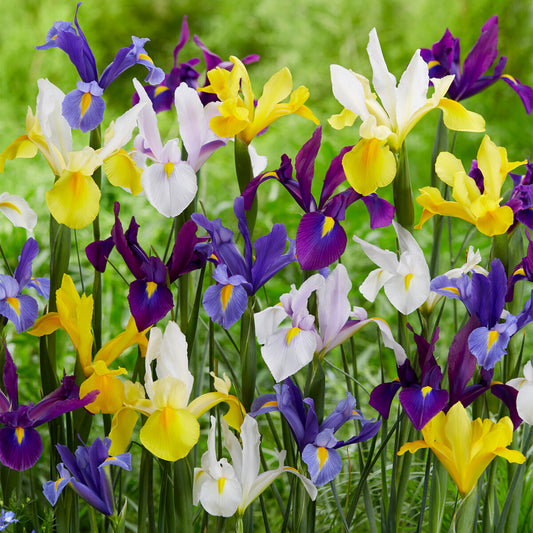 Iris Hollandica Mischung
