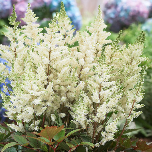 Astilbe (Prachtspiere) Weiß