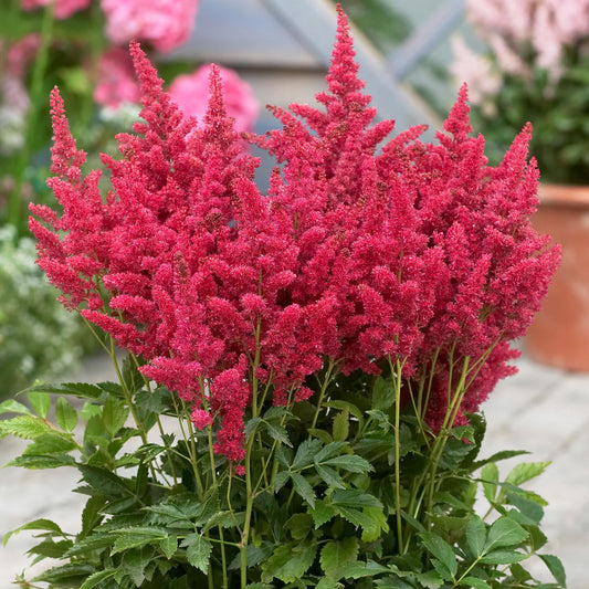 Astilbe (Prachtspiere) Rot