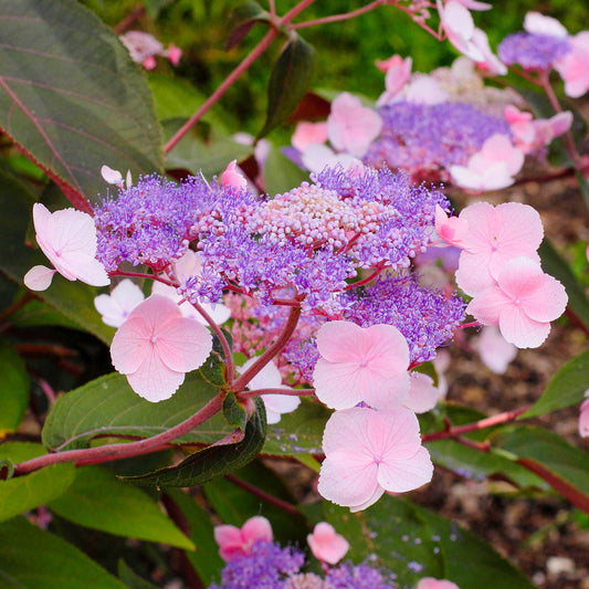 Hortensie 'Hot Chocolate' (Hydrangea)