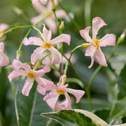 Sternjasmin (Trachelospermum 'Star of Milano')