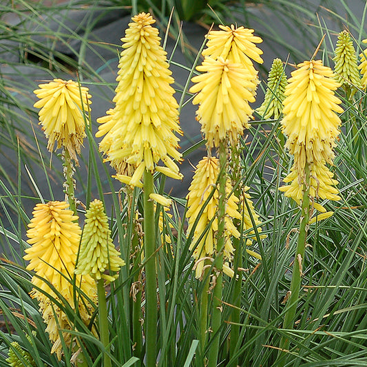 Fackellilie Poco 'Citron'
