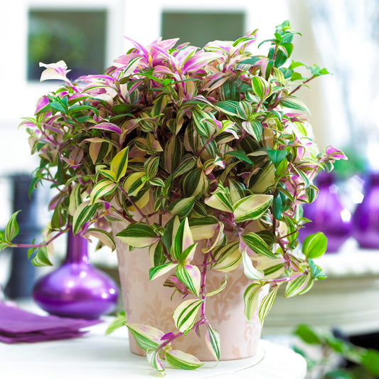 Dreimasterblume (Tradescantia 'Quadricolor')