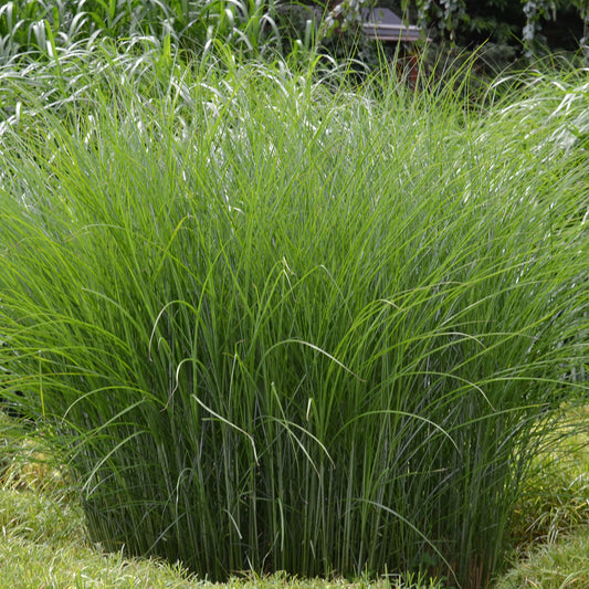 Chinaschilf 'Gracillimus'