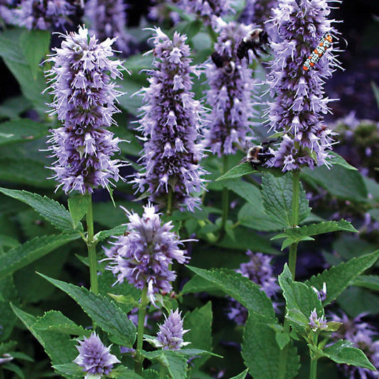 Duftnessel 'Blue Fortune'