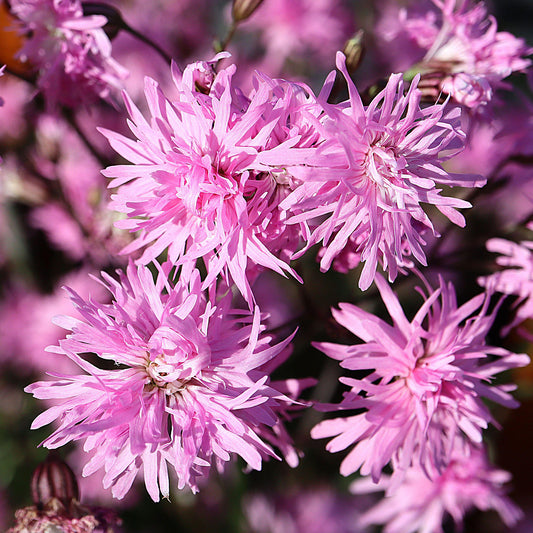 Lichtnelke 'Petite Jenny'