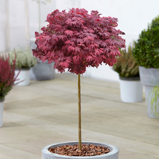 Acer 'Hime-Shojo' Patio Tree
