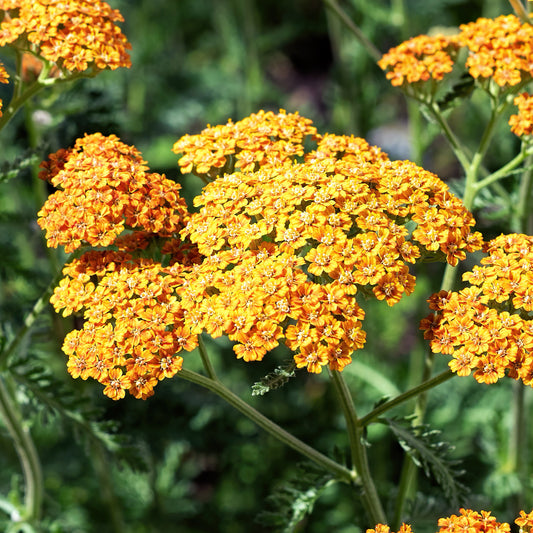 Achillea 'Terracotta'