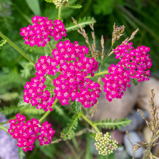 Schafgarbe 'Cerise Queen'