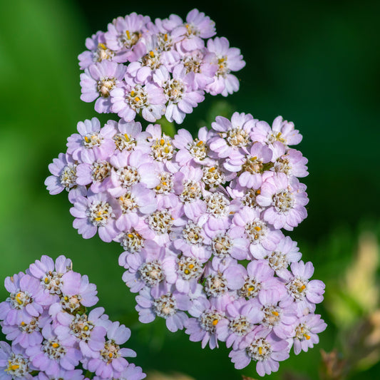 Schafgarbe 'Lilac Beauty'