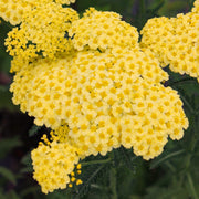 Gemeine Schafgarbe 'Sunny Seduction' (Achillea)