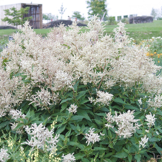 Staudenknöterich 'Alba'