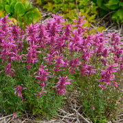 Duftnessel 'Rosie Posie' (Agastache)