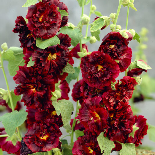 Stockrose 'Chater's Double Purple'