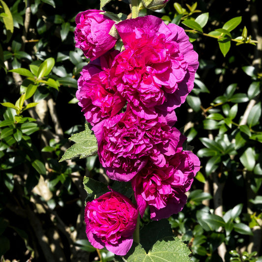 Stockrose 'Chater's Double Rose'