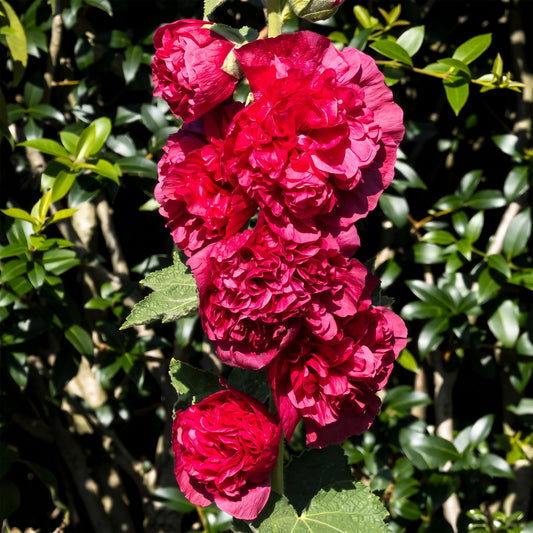 Stockrose 'Chater's Double Scarlet'