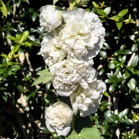 Stockrose 'Chater's Double White'