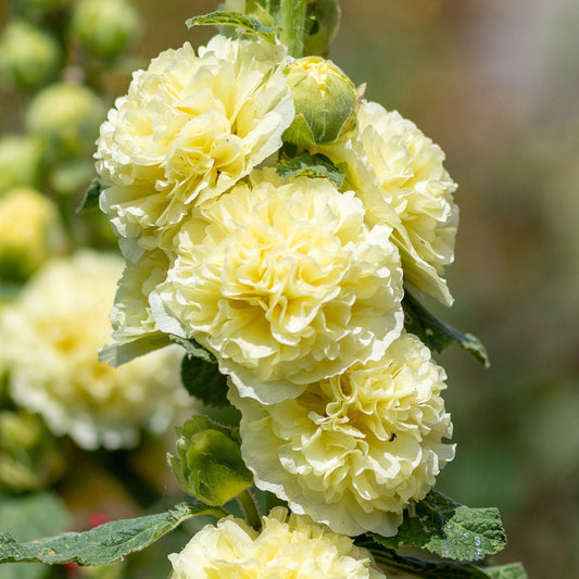 Stockrose 'Chater's Double Yellow'