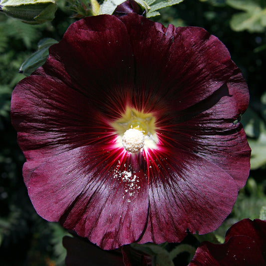 Stockrose 'Nigra'
