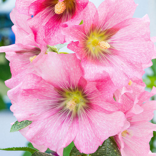 Stockrose 'Radiant Rose'