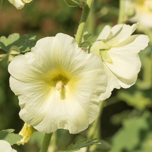 Stockrose 'Sunshine'