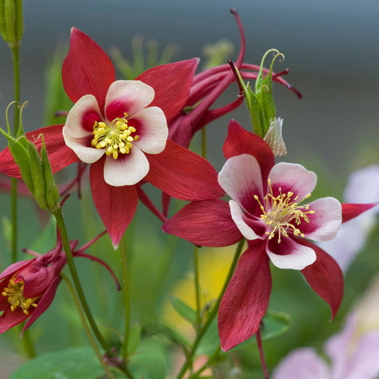 Akelei 'Crimson Star'