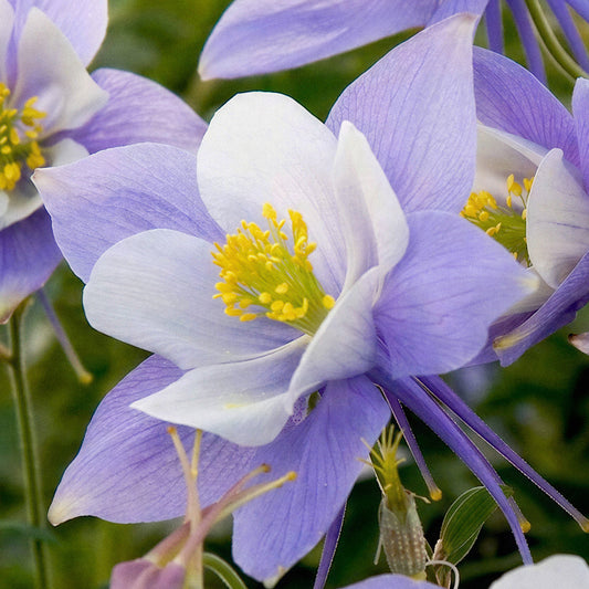 Akelei 'Heavenly Blue'