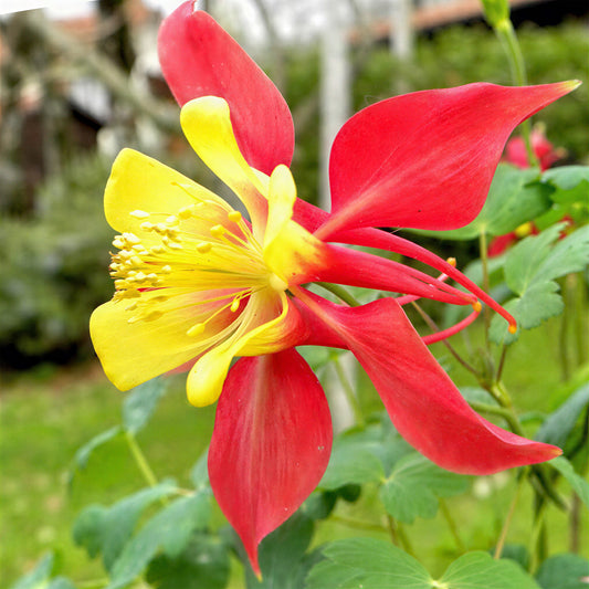 Akelei 'Koralle'