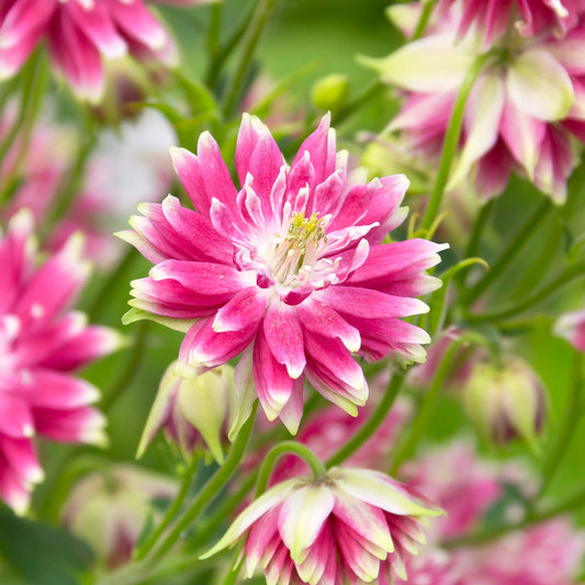 Akelei 'Nora Barlow'