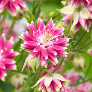 Akelei 'Nora Barlow'
